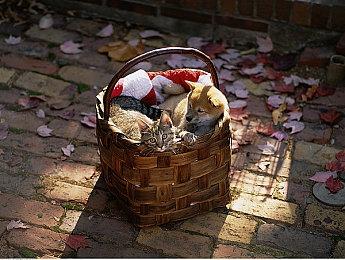 爆《黑神话》开发成本高达7千万美元 腾讯投资5千万美元